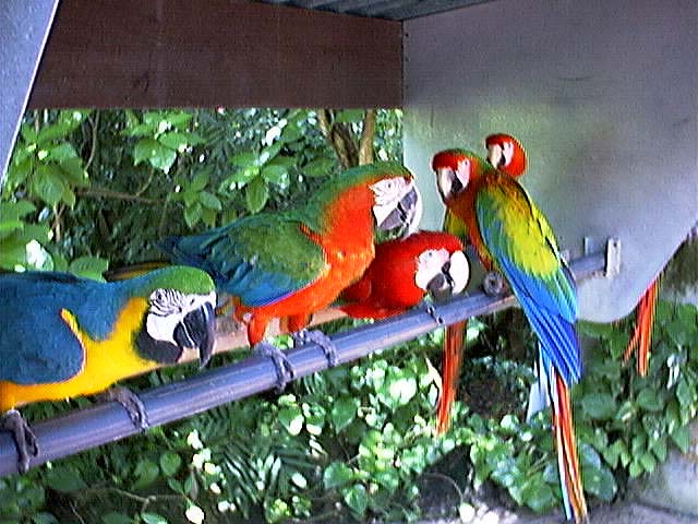 Download this The Macaws Parrot Jungle picture