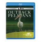 Nature: Outback Pelicans