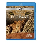 Nature: Revealing the Leopard